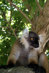 excursion-lemurien-Tanikely-p