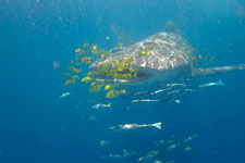 Requin-baleine-nosybe-p