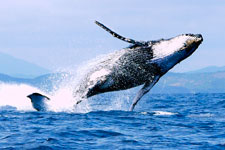 baleine-a-bosse-madagascar-p