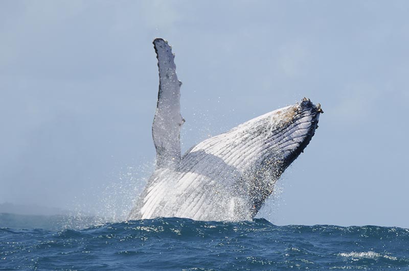 Nosy Be Original Sortie en baleine