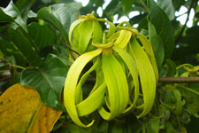 excursion-ylang-ylang-tour-voiture-p