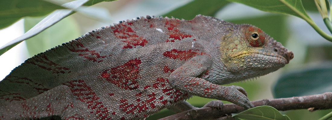 reserve-lokobe-cameleon